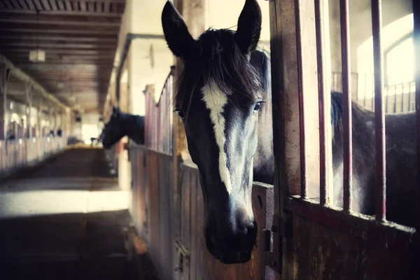 Caballos en sus puestos, alto ruido, efecto vintage —  Fotos de Stock