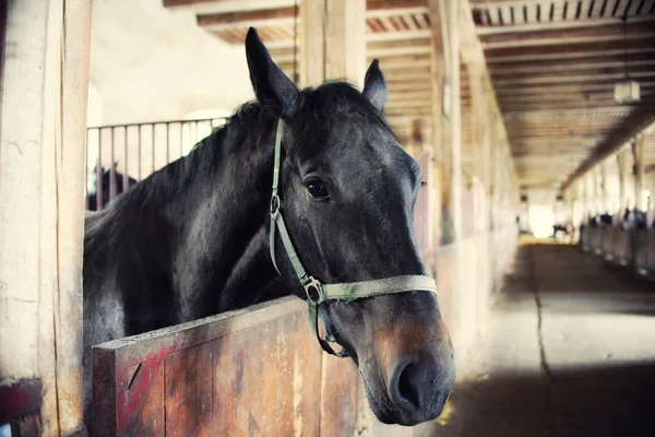 Hästar i deras bås, högt buller, vintage effekt — Stockfoto