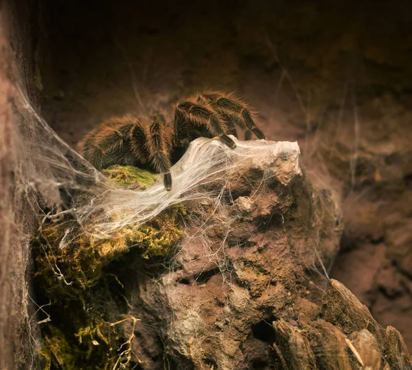 Primer plano en la tarántula de rosa chilena Grammostola Rosea — Foto de Stock