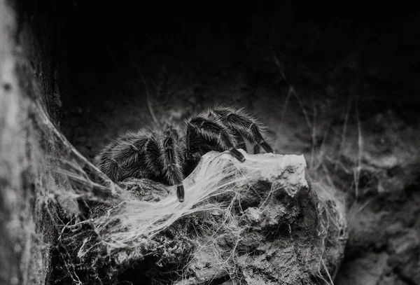 Primer plano en la tarántula de rosa chilena Grammostola Rosea — Foto de Stock