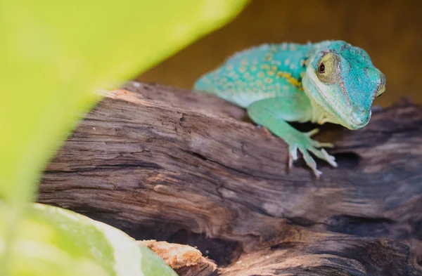 Close up on anolis baracoae on the wood — Stock Photo, Image