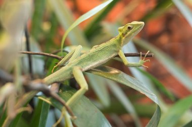 iguana casquehead leamanctus longipes üzerinde kapat