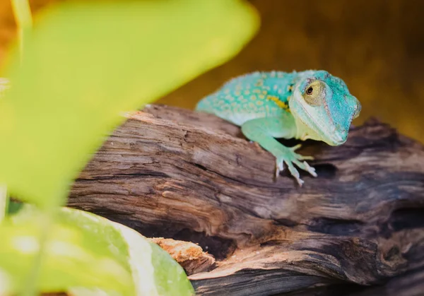 Close up on anolis baracoae on the wood — Stock Photo, Image