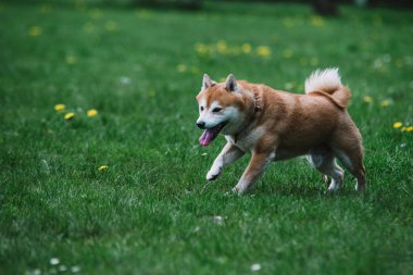 Japanease köpek shiba Inu çimenlerin üzerinde çalışan