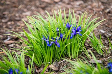 Mavi iris graminea çiçek üzerinde kapat