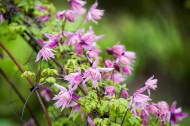 Kırmızı clemantis çiçek yakın çekim