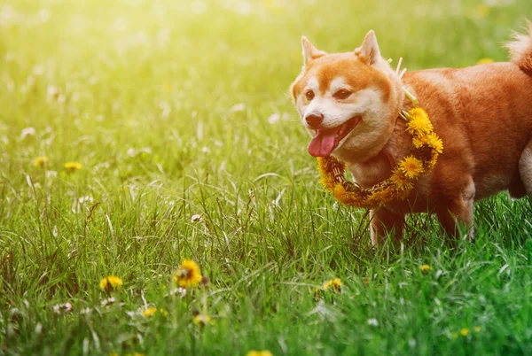 Japanease chien shiba inu courir sur l'herbe avec une couronne de fleurs — Photo