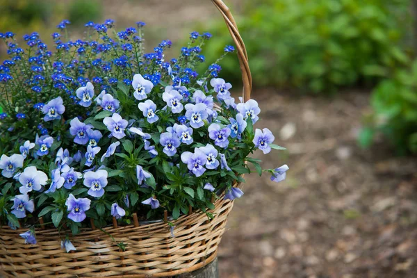 Närbild på blå blomma i korgen — Stockfoto