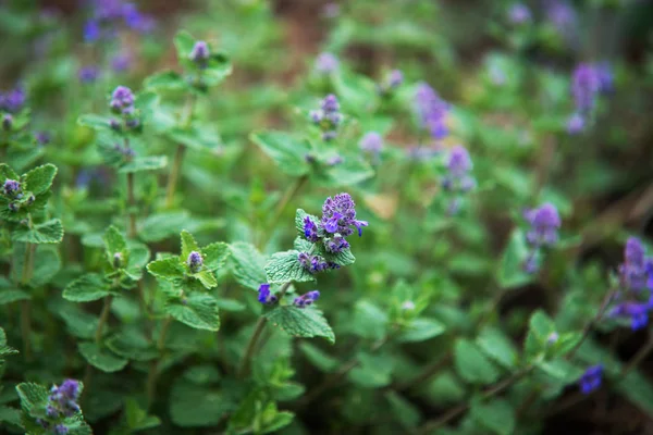 Detailní záběr na nepeta sibirica modrý květ — Stock fotografie