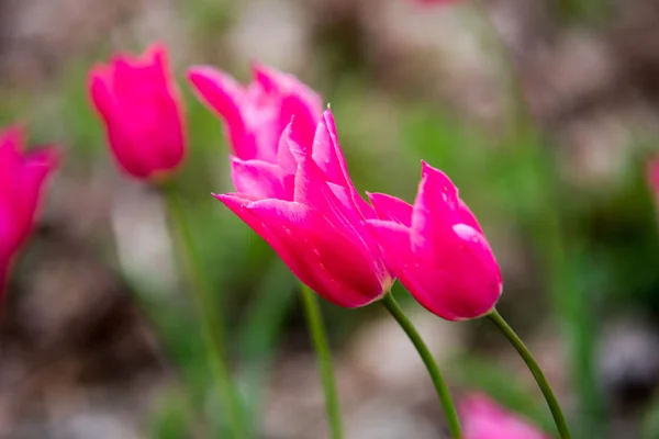 Närbild på röda tulipa — Stockfoto
