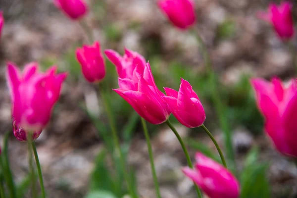 Närbild på röda tulipa — Stockfoto