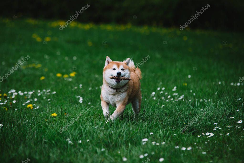 Japón perro shiba inu corriendo sobre la hierba — Foto de stock