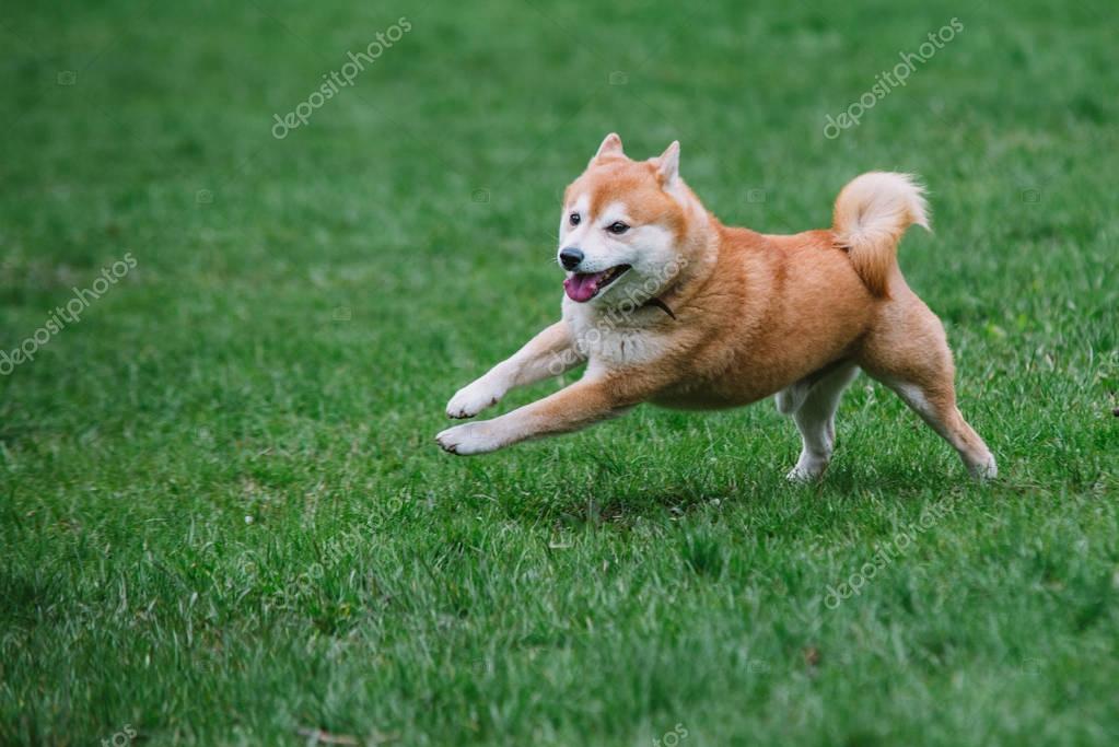 Japanease dog shiba inu running on the grass — Stock Photo