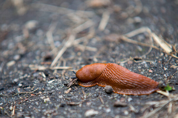 close up on snail on the ground