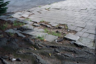 bir asfalt yok ağaç kökleri üzerinde Kapat