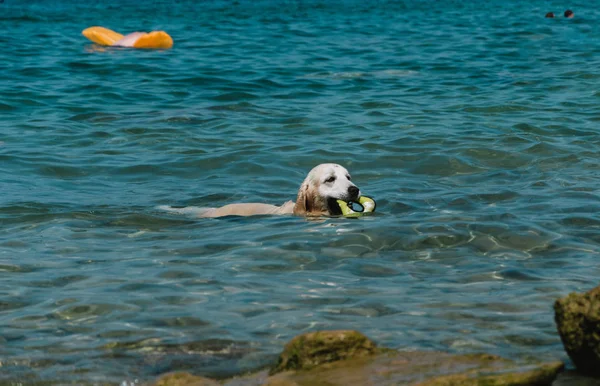 Detailní záběr na psa v jezeře, Garda, Itálie — Stock fotografie