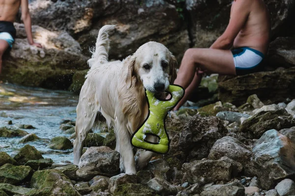 Zamknąć na psa w Jezioro Garda, Włochy — Zdjęcie stockowe