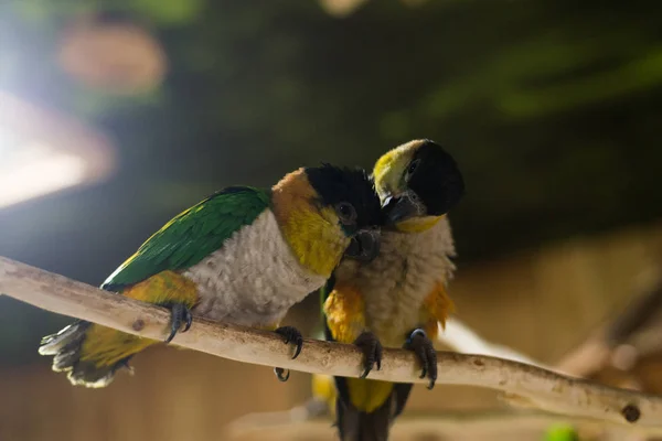 Close up on two Green parrots on the tree — Stock Photo, Image