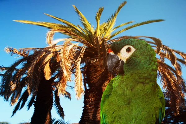 Közelről zöld papagáj a fán Stock Fotó