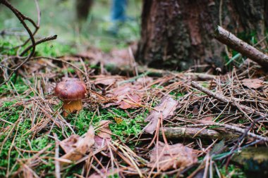Defne bolete (Imleria badia) orman üzerinde Kapat