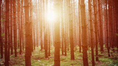 Ormanın ortasında ağır gündoğumu