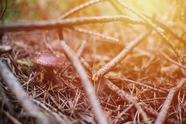 Defne bolete (Imleria badia) orman üzerinde yakın gündoğumu