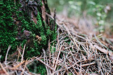 Ormandaki çok küçük defne bolete (Imleria badia) yakından