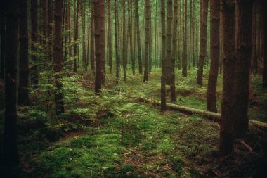 büyülü atmosfer orman, doğal arka plan