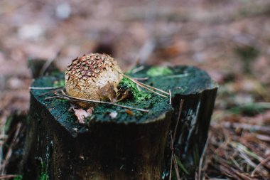 Lycoperdon perlatum ağaç üzerinde Kapat