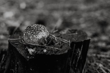 Lycoperdon perlatum ağacı, siyah ve beyaz üzerinde Kapat
