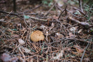 Lycoperdon perlatum ağacı, siyah ve beyaz üzerinde Kapat