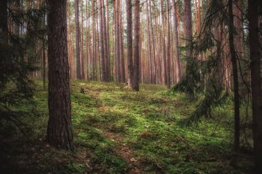 büyülü atmosfer orman, doğal arka plan
