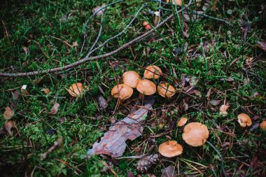 Suillus bovinus ormandaki kapat