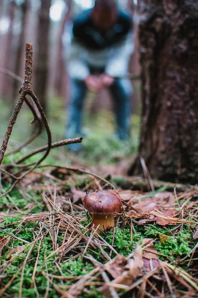 Defne bolete (Imleria badia) backgro adam ile yakından