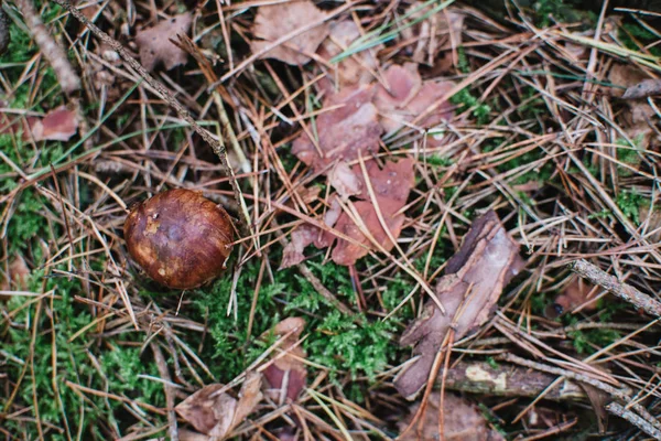 Närbild på bay Kantarell (Imleria badia) i skogen — Stockfoto