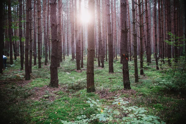 Lever de soleil au milieu de la forêt — Photo