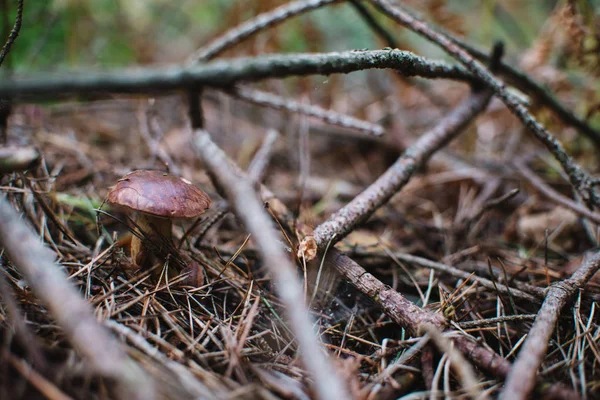 Defne bolete (Imleria badia) orman üzerinde Kapat