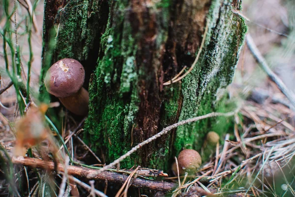 Defne bolete (Imleria badia) orman üzerinde Kapat,