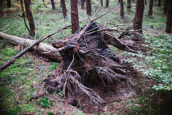 Vicino su un albero rotto nella foresta — Foto Stock
