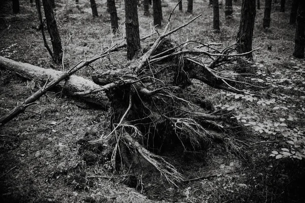 Gros plan sur un arbre brisé dans la forêt, noir et blanc — Photo