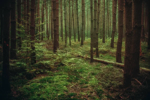 büyülü atmosfer orman, doğal arka plan