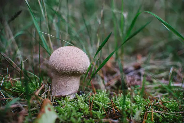 Lycoperdon perlatum çim üzerinde Kapat