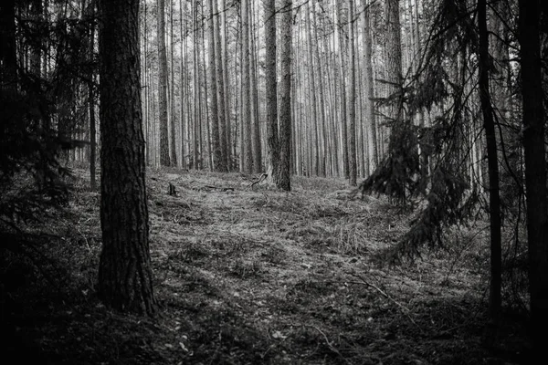 Atmosphère magique forêt, fond naturel, noir et blanc — Photo