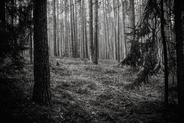 Magical atmosphere forest, Natural background, black and white