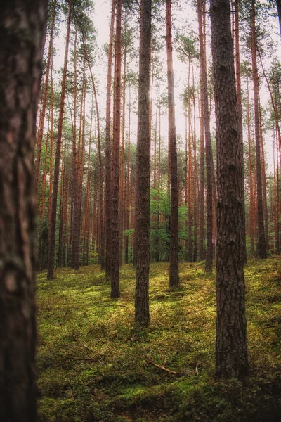 幻想的な雰囲気の森、自然の背景 — ストック写真