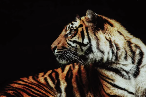 Primer plano sobre tigre Panthera tigris sumatrae sobre fondo negro —  Fotos de Stock