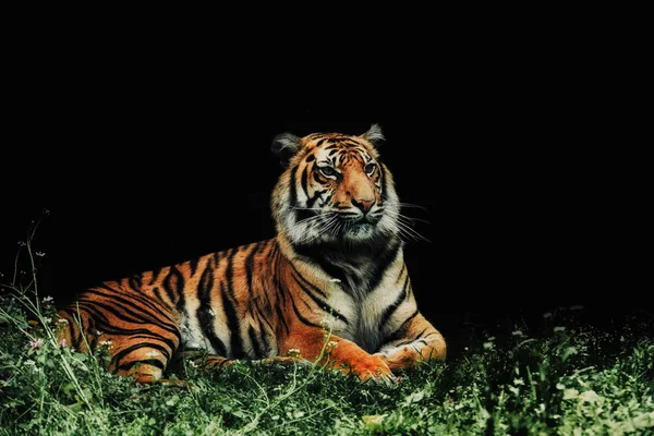 Закрыть глаза на тигра Panthera Firis sumatrae на траве и бляхе — стоковое фото