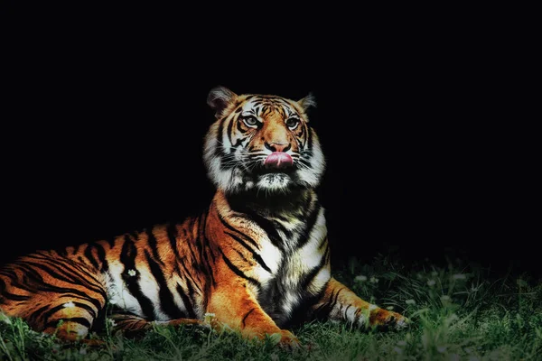 Primer plano en tigre Panthera tigris sumatrae en la hierba y blac —  Fotos de Stock