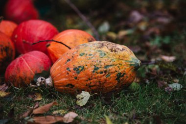 Sarı kabak çim üzerinde Kapat