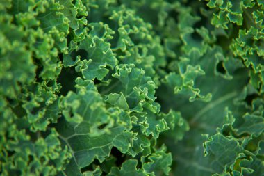Kale kapatın. Yeşil sebze yaprakları, sağlıklı beslenme, vegeta